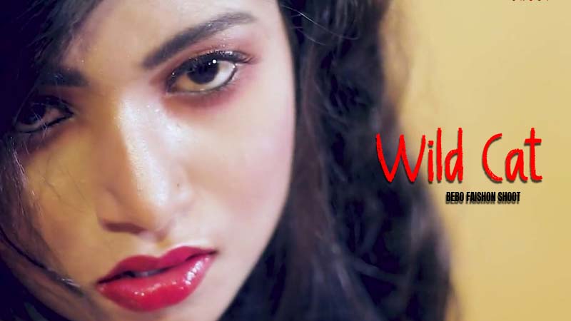 Wild Cat